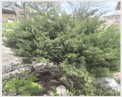  2025Ÿ��51200 �泲 �¾ȱ� �ҿ��� ���׸� 979-262      ���ð��