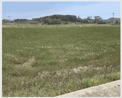  2025Ÿ��51251 �泲 �¾ȱ� �ҿ��� �Ŵ��� 263-1      ����(��)���