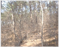  2025Ÿ��529  �Ӿ߰��