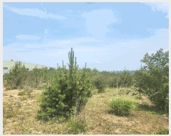  2025Ÿ��670 �泲 ������ �ۻ�� ��� 377-3      ����(�Ӿ�)���