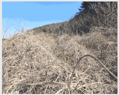  2025Ÿ��50365  �Ӿ߰��