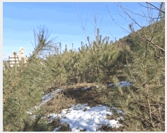  2025Ÿ��50365  �Ӿ߰��