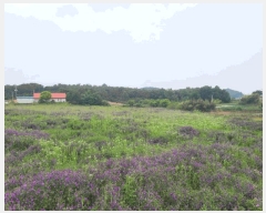  2025Ÿ659 泲    249-15      (1)