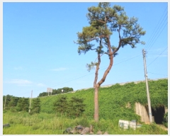  2025Ÿ��719 �泲 ������ ���̸� ���긮 269      ����(��)���