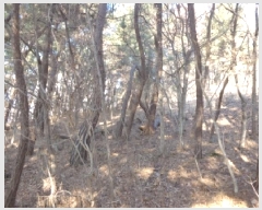  2025Ÿ50198 泲 ¾ȱ ¾ õ 735-7      (Ӿ)