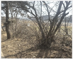  2025Ÿ50839 泲   ȯ 117-15      (Ӿ)