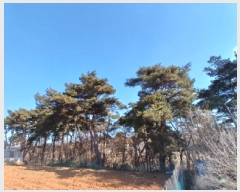  2025Ÿ50839 泲   ȯ 117-15      (Ӿ)