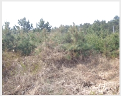  2025Ÿ51177 泲 ¾ȱ ϸ Ȳ̸ 204-33      (1)