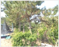  2025Ÿ51177 泲 ¾ȱ ϸ Ȳ̸ 204-33      (1)