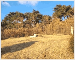  2025Ÿ��515 �泲 ����� ���ϸ� �λ긮 520      ����(��1)���