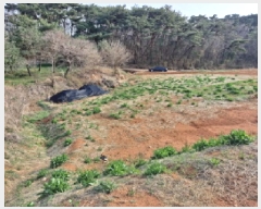  2025Ÿ51142 泲    975      (1)