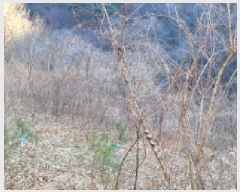  2025Ÿ6790  û  ϸ 695      (1)