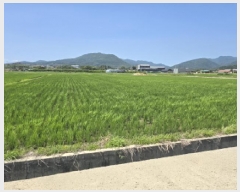  2025Ÿ��8403 ��� ���� ���̸� ������ 233      ����(��)���