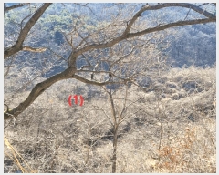  2025Ÿ��7137  ����