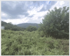  2025Ÿ��9251 ��� ���� ���̸� ���Ѹ� 231      ����(��1)���