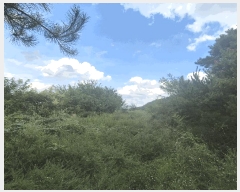  2025Ÿ��9251 ��� ���� ���̸� ���Ѹ� 231      ����(��1)���