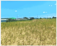  2025Ÿ��972 ��� ��õ�� ��ȣ�� ��ȣ�� 29      ����(�Ӿ�)���