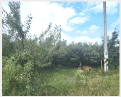  2025Ÿ��1096  ���������