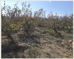  2025Ÿ��1096  ���������