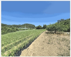  2025Ÿ��8350 ��� ��õ�� �Ͼȸ� ��õ�� 93-2      ����(��1)���