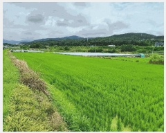  2025Ÿ��8562 ��� ĥ� �ְ��� �ư 547-1      ����(��)���