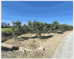  2025Ÿ��8811 ��� ���� ������ ��ȭ�� 1516      ����(��)���