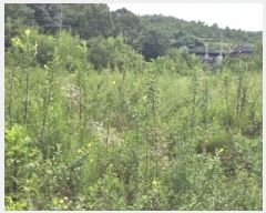  2025Ÿ��8551 ��� ��õ�� û��� ������ 120-6      ����(��)���