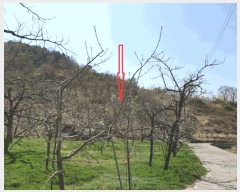  2025Ÿ709  û û ξ߸ 1295-1      (1)