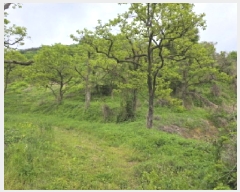  2025Ÿ709  û û ξ߸ 1295-1      (1)