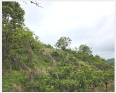  2025Ÿ709  û û ξ߸ 1295-1      (1)