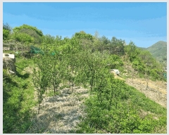  2025Ÿ7878  û  ϸ 415      (1)