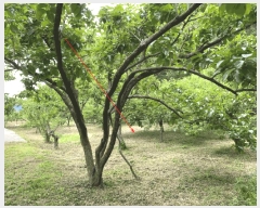  2025Ÿ��7936 ��� ���� ����� ��˸� 372-2      ��õ���