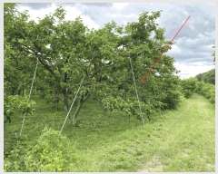  2025Ÿ��7936 ��� ���� ����� ��˸� 372-2      ��õ���