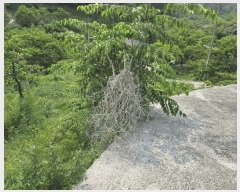  2025Ÿ��816 ��� û���� �̼��� ������ 119      ����(��1)���