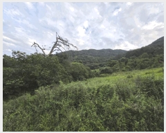  2025Ÿ��956  ����