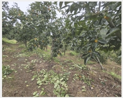  2025Ÿ��956  ����