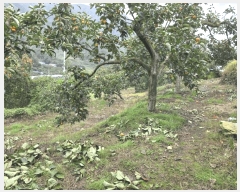  2025Ÿ��956  ����