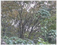  2025Ÿ��956  ����