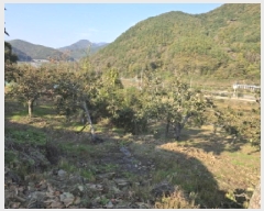  2025Ÿ��956  ����