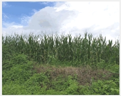  2025Ÿ��8616  ����