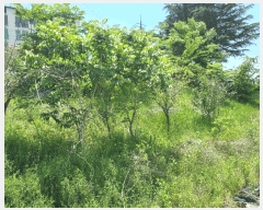  2025Ÿ��785  �����