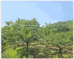  2025Ÿ��795  ����