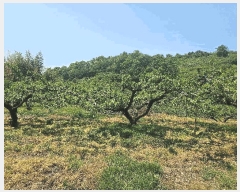  2025Ÿ��795  ����