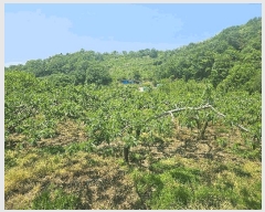  2025Ÿ��795  ����