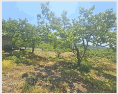  2025Ÿ��795  ����