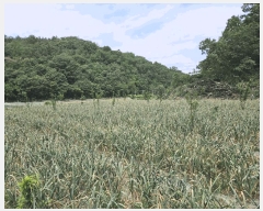  2025Ÿ��851  �����