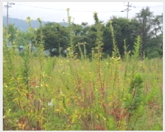  2025Ÿ��8237 ��� ���� ��õ�� �ݰ 423-66      �ٸ��ü�,�󰡰��