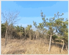  2025Ÿ639  õ Ӱ ȣ 964      ()