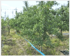  2025Ÿ830   ̸ ϸ 111-1      ()