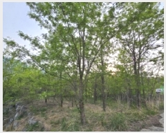  2025Ÿ��100355 ��� ���ֽ� ǳ���� ��ö�� 126-4      ����(������)���